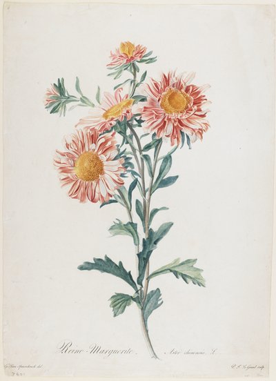 Reine-Marguerite ، من Fleurs Dessinees d&39;apres Nature ، c.1800 (نقش رسم يدوي) بواسطة Gerard van Spaendonck