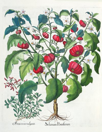 1. إنتاج الصولان. 2.أماراكوس مشهور ، من Eystettensis بقلم Basil Besler (1561-1629) ، حانة. 1613 بواسطة المدرسة الألمانية