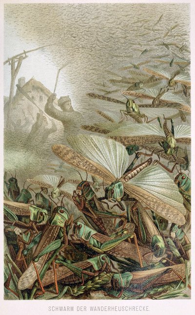 سرب من الجراد ، من Brehms Tierleben ، حانة. 1860s بواسطة المدرسة الألمانية