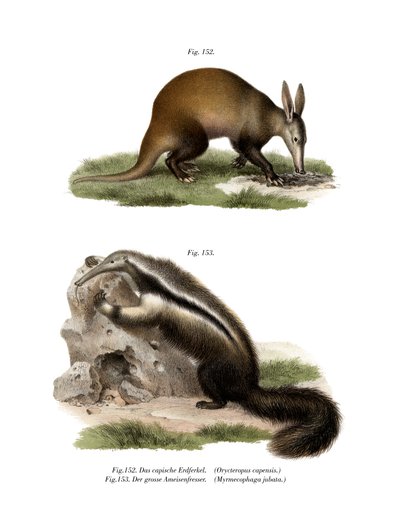 Aardvark ، 1860 بواسطة المدرسة الألمانية