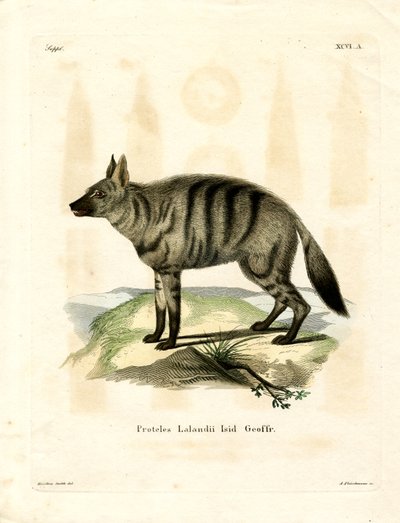 Aardwolf (نقش ملون) بواسطة المدرسة الألمانية
