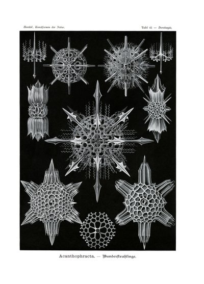 Acanthophracta ، 1899-1904 بواسطة المدرسة الألمانية
