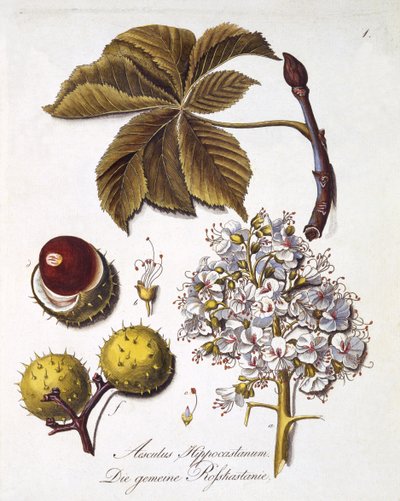 Aesculus Hippocastanum ، من `` عمل شامل على جميع أنواع الخشب '' بقلم يوهان دانيال فون ريتر ، نشر 1803-05 (نقش ملون) بواسطة المدرسة الألمانية
