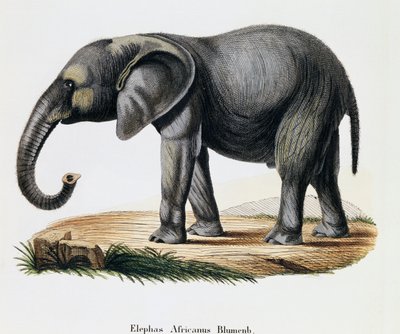 African Elephant (Elephas africanus), from Mammals illustrated from Nature with descriptions, by Johann Christian Daniel von Schreber (1739-1810), engraving by IC Bock after drawing by A Fleischmann, Germany بواسطة المدرسة الألمانية
