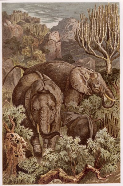 الفيل الأفريقي ، لوحة من Brehms Tierleben: General Knowledge of the Animals ، المجلد 3 ، ص. 9 ، نشره المعهد الببليوغرافي ، 1891 بواسطة المدرسة الألمانية