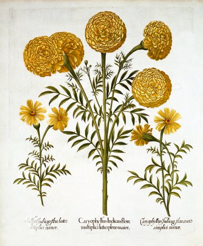 القطيفة الأفريقية والقطيفة الفرنسية ، من Hortus Eystettensis ، بقلم Basil Besler (1561-1629) ، حانة. 1613 (نقش يدوي) بواسطة المدرسة الألمانية