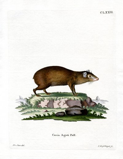 Agouti (نقش ملون) بواسطة المدرسة الألمانية