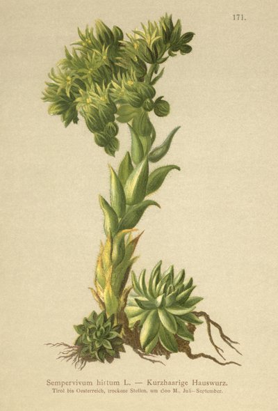 Allionii Houseleek (Sempervivum hirtum ، Jovibarba hirta) بواسطة المدرسة الألمانية