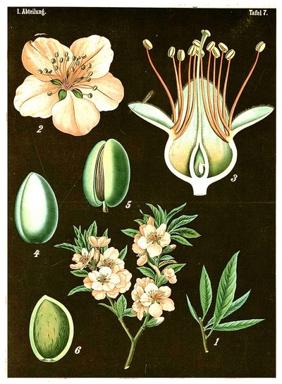 اللوز (Prunus Amygdalus) ج .1890 (chromolithograph) بواسطة المدرسة الألمانية