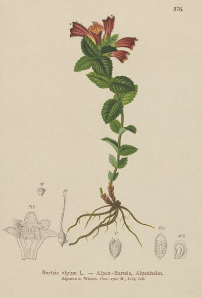 جبال الألب Bartsia (Bartsia alpina) بواسطة المدرسة الألمانية