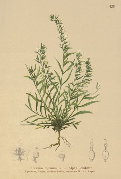 Alpine Bastard Toadflax (الثيوم الألبينيوم) بواسطة المدرسة الألمانية