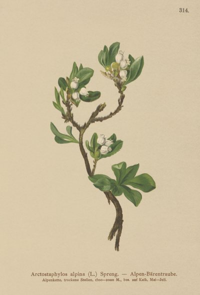 ألبين بيربيري (Arctostaphylos alpina ، Arctostaphylos alpinus) بواسطة المدرسة الألمانية