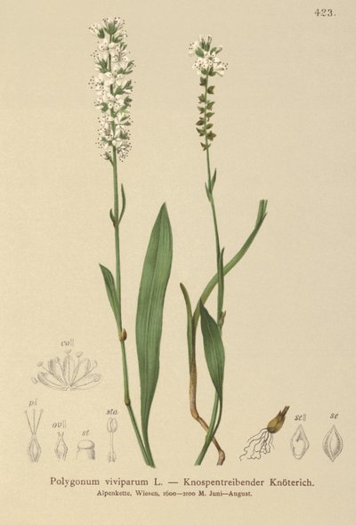 جبال الألب Bistort (Bistorta vivipara ، Polygonum viviparum ، Persicaria vivipara) بواسطة المدرسة الألمانية