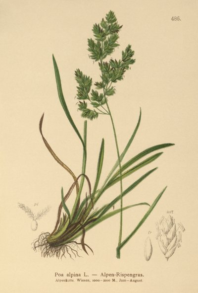 جبال الألب Bluegrass (Poa alpina) بواسطة المدرسة الألمانية
