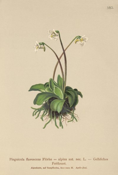 عشبة زبدة الألب (Pinguicula flavescens، Pinguicula alpina) بواسطة المدرسة الألمانية