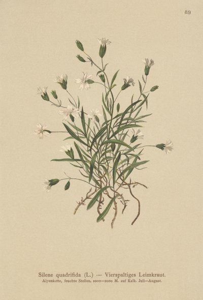 جبال الألب (Silene quadrifida ، Ixoca quadrifida) بواسطة المدرسة الألمانية