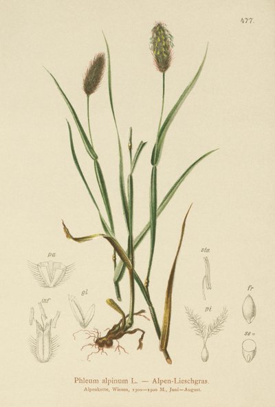 ذيل القطط الألبية (Phleum alpinum) بواسطة المدرسة الألمانية