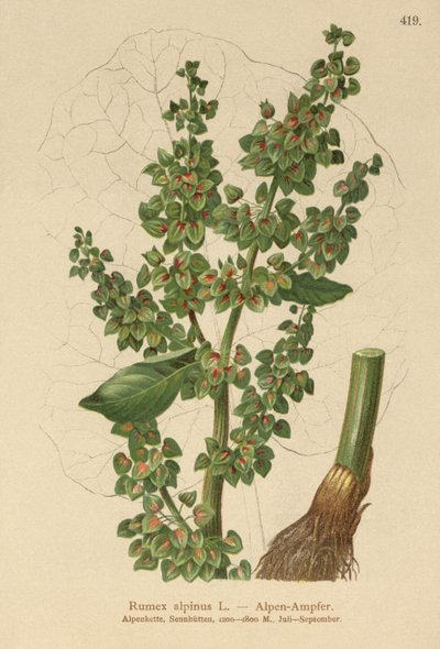 حوض جبال الألب (Rumex alpinus) بواسطة المدرسة الألمانية
