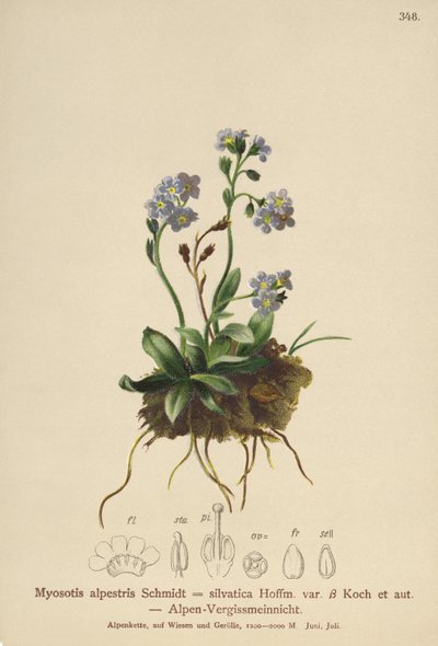 Alpine Forget-me-not (Myosotis alpestris ، Myosotis silvatica) بواسطة المدرسة الألمانية