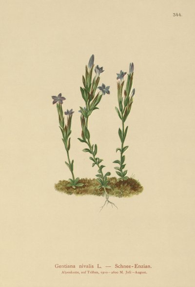 جبال الألب الجنطيانية (Gentiana nivalis) بواسطة المدرسة الألمانية