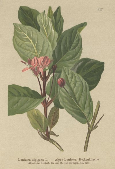 زهر العسل في جبال الألب (Lonicera alpigena) بواسطة المدرسة الألمانية