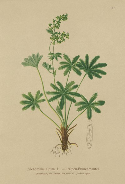 Alpine Ladys-Mantle (Alchemilla alpina) بواسطة المدرسة الألمانية