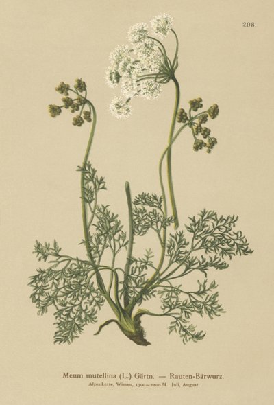 Alpine Lovage (My mutellina ، Lovage mutellina) بواسطة المدرسة الألمانية