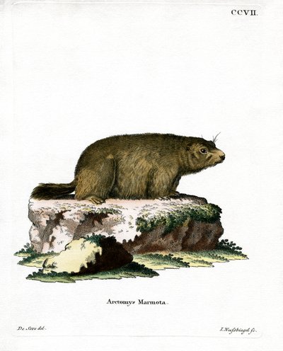 Alpine Marmot (coloured engraving) بواسطة المدرسة الألمانية