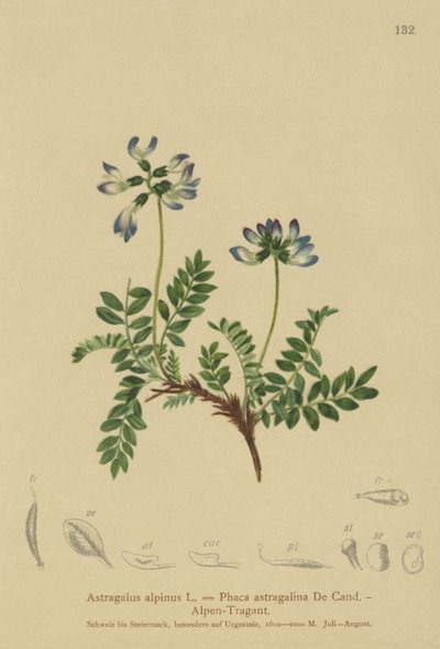 Alpine Milkvetch (Astragalus alpinus ، Phaca astragalina) بواسطة المدرسة الألمانية