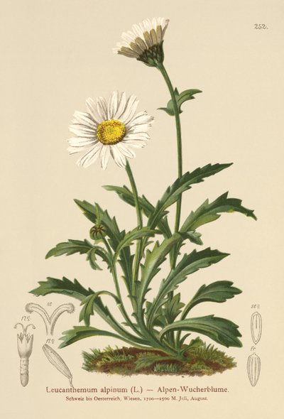 جبال الألب ديزي (Leucanthemum alpinum ، Leucanthemopsis alpina ، Chrysanthemum alpinum ، Tanacetum alpinum) بواسطة المدرسة الألمانية