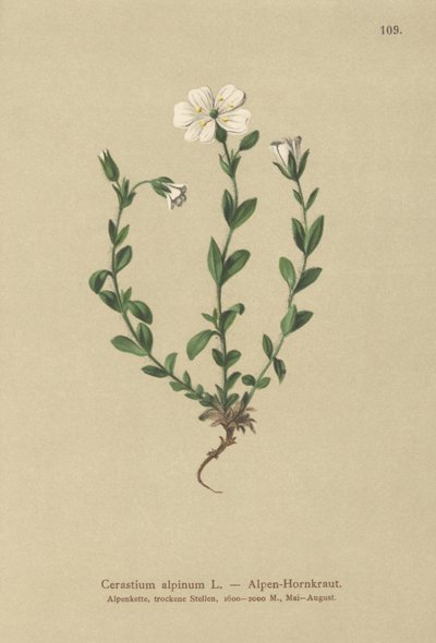 أذن فأر ألبية (Cerastium alpinum) بواسطة المدرسة الألمانية