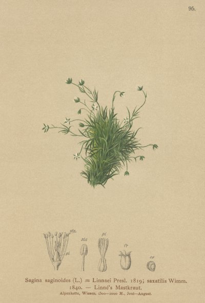 Alpine Pearlwort (Sagina saginoides ، Sagina Linnaei ، Sagina saxatilis) بواسطة المدرسة الألمانية