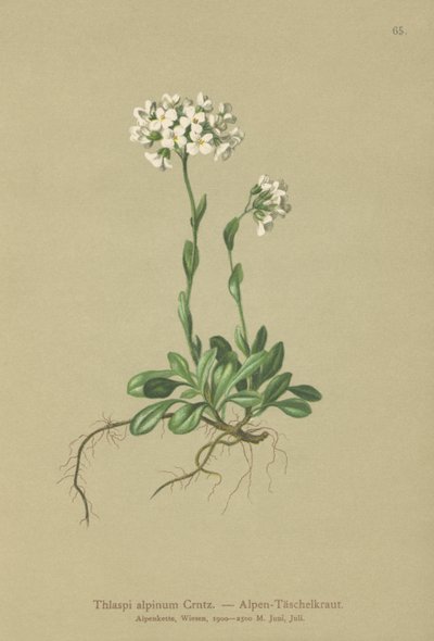 Alpyc Pennycress (Thlaspi alpinum ، Noccaea alpestris subsp. alpestris ، Thlaspi الأدنى ، Noccaea crantzii ، Thlaspi kerneri ، Thlaspi alpinum var. kerneri ، Thlaspi alpestre) بواسطة المدرسة الألمانية