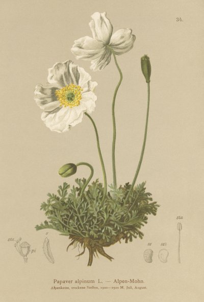 خشخاش الألب (Papaver alpinum ، subsp. alpinum) بواسطة المدرسة الألمانية