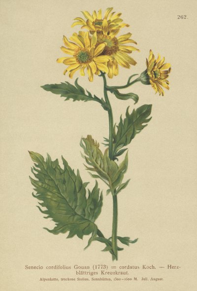 Alpine Sage (سالفيا كورديفوليوس سينسيو على شكل Senecio ALPINUS ، Jacobaeus alpina) بواسطة المدرسة الألمانية