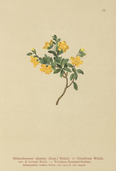 ألباين روك روز (Helianthemum alpestre ، Helianthemum Olandicum var. hirtum ، Helianthemum montanum) بواسطة المدرسة الألمانية