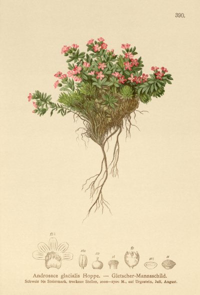 جبال الألب روك ياسمين (Androsace glacialis ، Androsace alpina) بواسطة المدرسة الألمانية
