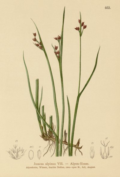 راش جبال الألب (Juncus alpinus ، Juncus alpinoarticulatus) بواسطة المدرسة الألمانية