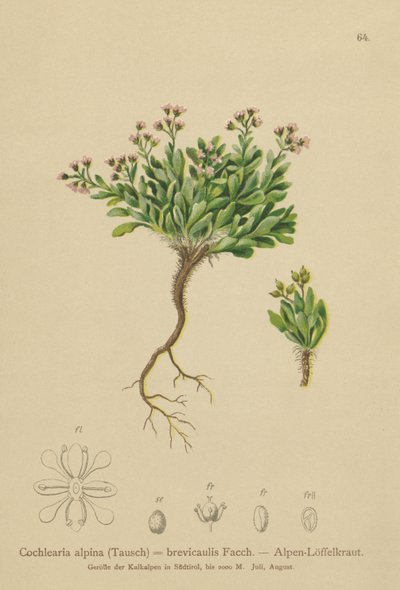 جبال الألب Scurvygrass (Cochlearia alpina ، Cochlearia brevicaulis) بواسطة المدرسة الألمانية