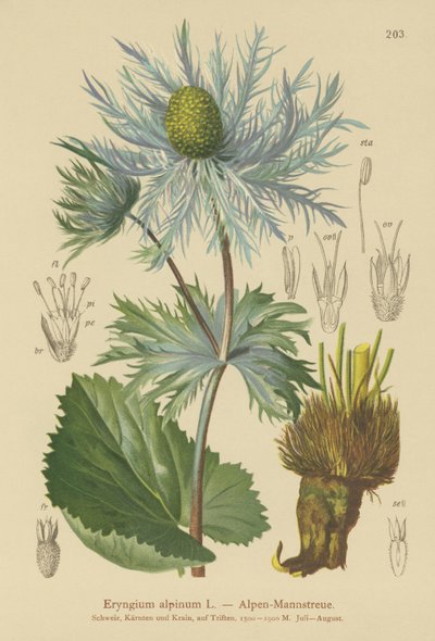 هولي بحر الألب (Eryngium alpinum) بواسطة المدرسة الألمانية