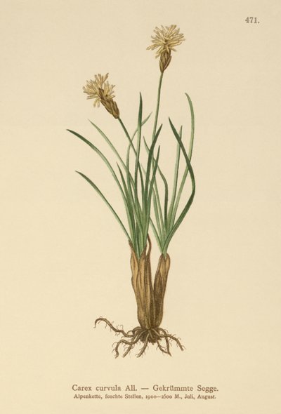 Alpine Sedge (منحنى Carex) بواسطة المدرسة الألمانية