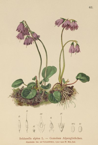 جرس جبال الألب (Soldanella alpina) بواسطة المدرسة الألمانية