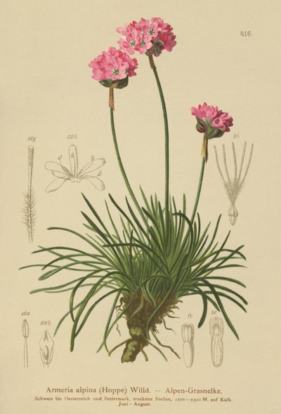 Alpine Thrift (Armeria alpina) بواسطة المدرسة الألمانية