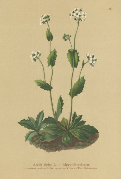 Alpine Wall-cress (Arabis alpina) بواسطة المدرسة الألمانية