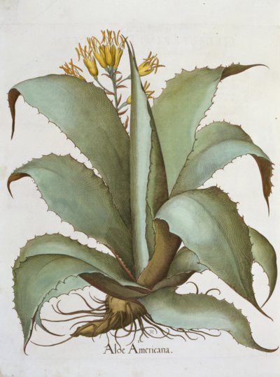 الألوة الأمريكية: الألوة أمريكانا ، من Hortus Eystettensis بقلم باسل بيسلر (1561-1629) ، حانة. 1613 بواسطة المدرسة الألمانية