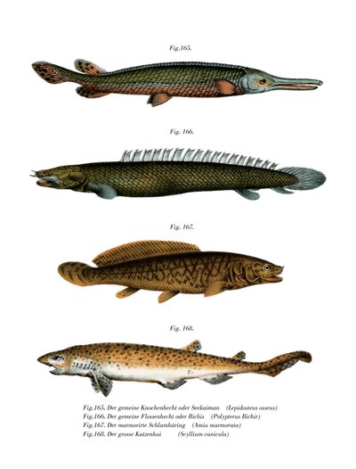 American Fresh-Water Garpike (لون ليثو) بواسطة المدرسة الألمانية