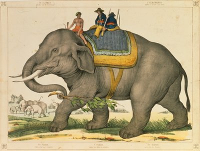 فيل يستخدم لاصطياد أوراقه المصورة الخاصة التي نشرها جوزيف شولز ، ماينز ، 1860 بواسطة المدرسة الألمانية