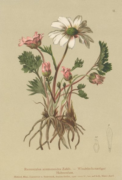 Crowfoot تشبه شقائق النعمان (Ranunculus anemonoides ، Callianthemum anemonoides) بواسطة المدرسة الألمانية