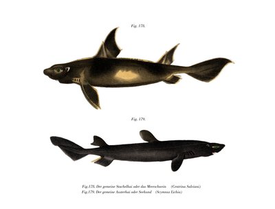 Angular Roughshark (لون ليثو) بواسطة المدرسة الألمانية
