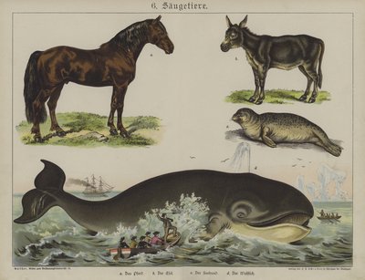 Animals (colour litho) بواسطة المدرسة الألمانية